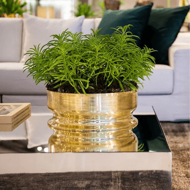 Centro de Mesa Spin Grande Ouro 24k Saint James